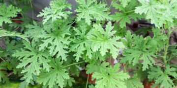 As 3 plantas que afastam baratas e deixam sua casa protegida