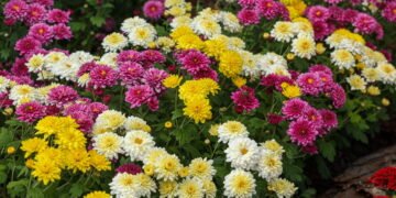 Flores que não morrem no inverno e deixam o jardim cheio de cor