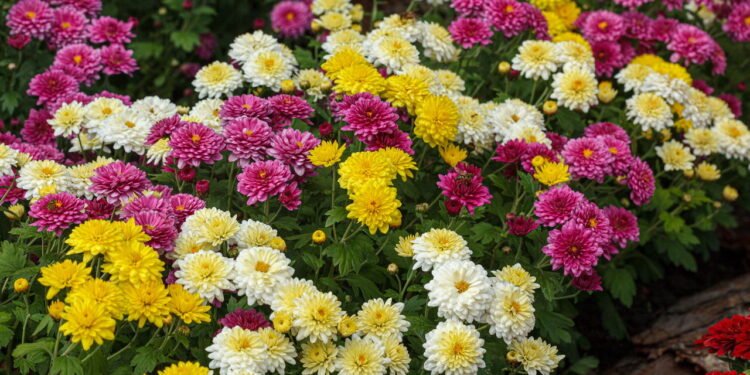 Crisântemo - Créditos: depositphotos.com / Minakryn