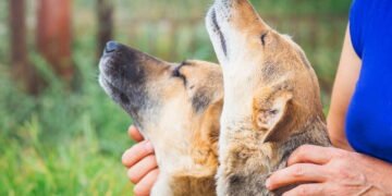 O hábito de acariciar cães