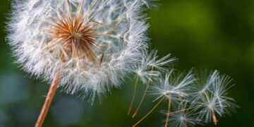 Esse vegetal ajuda a desintoxicar o fígado e ainda é fácil de cultivar em casa