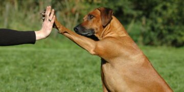 Como acariciar seu cão do jeito que ele ama