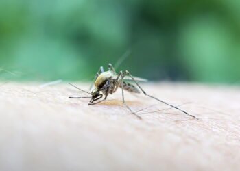 Doença infecciosa retorna voltou a circular no Brasil e já tem mais de 44 mortes em 2025