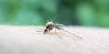 Doença infecciosa retorna voltou a circular no Brasil e já tem mais de 44 mortes em 2025