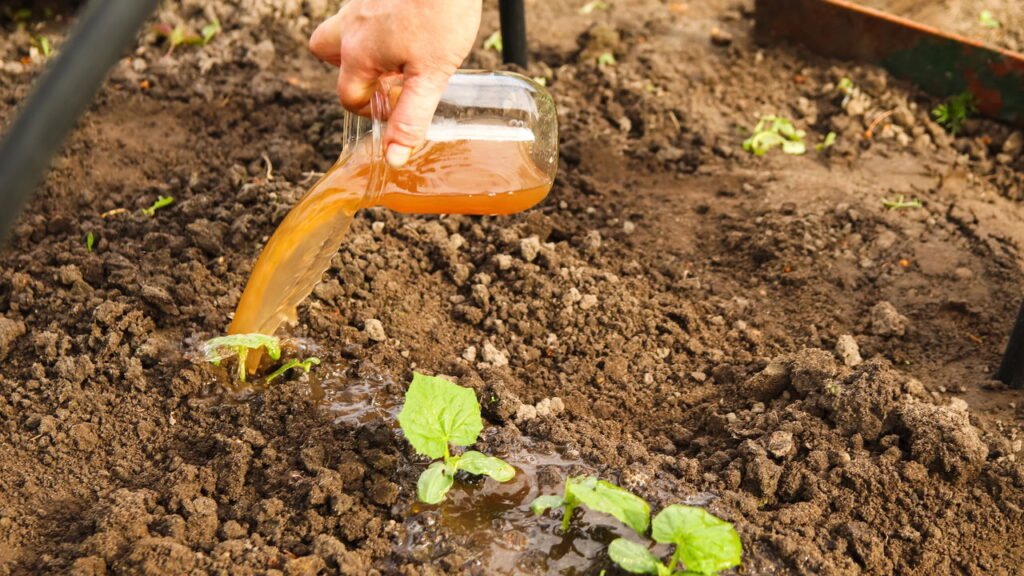 Como usar cascas de frutas para criar um fertilizante líquido caseiro poderoso