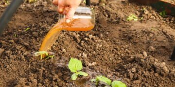 Como usar cascas de frutas para criar um fertilizante líquido caseiro poderoso