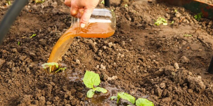 Como usar cascas de frutas para criar um fertilizante líquido caseiro poderoso
