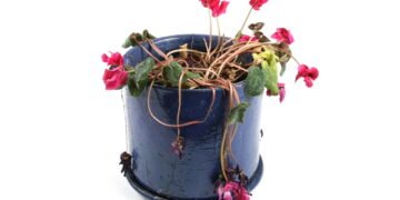 7 erros que estão matando suas plantas sem você perceber