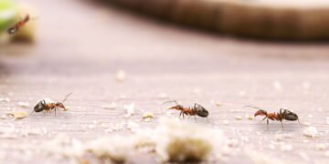 Esse truque natural consegue acabar com formigueiros na sua casa de forma segura