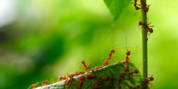 Entenda como funciona a capacidade das formigas de formar pontes com os próprios corpos