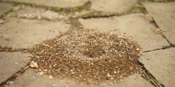 O truque natural para acabar definitivamente com formigueiros de forma segura