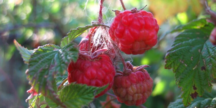 Framboesa em casa com sabor e saúde o cultivo mais fácil