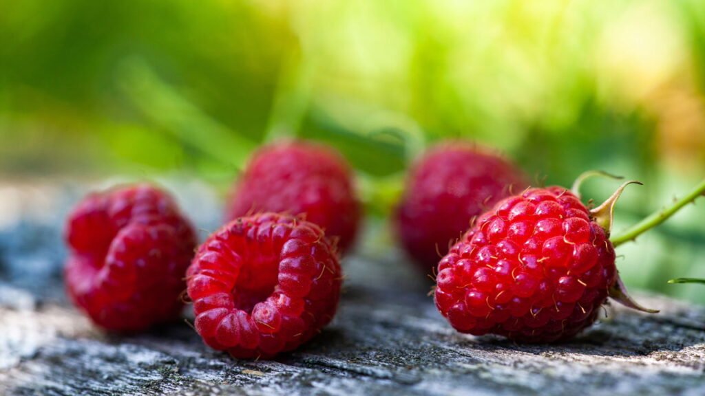 Framboesa em casa com sabor e saúde o cultivo mais fácil