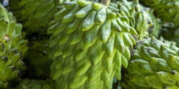 Aprenda a cultivar fruta-do-conde no seu jardim e tenha frutos saudáveis a disposição