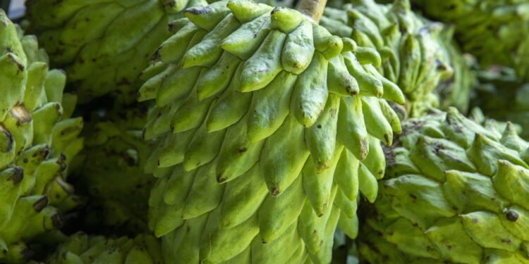 Aprenda a cultivar fruta-do-conde no seu jardim e tenha frutos saudáveis a disposição