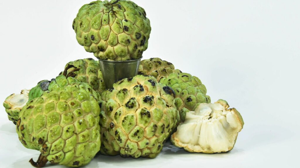 Aprenda a cultivar fruta-do-conde no seu jardim e tenha frutos saudáveis a disposição