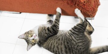 Por que seu gato arranha o sofá? A resposta vai te surpreender