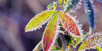 Essa cidade mineira registrou 0,1 °C nesta semana e assustou moradores