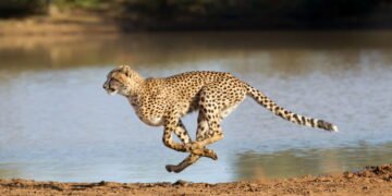 Conheça os animais mais rápidos do planeta que podem chegar a velocidades de carros esportivos