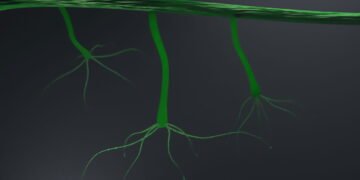 A natureza surpreende! Conheça o animal que nunca dorme e que se regenera constantemente