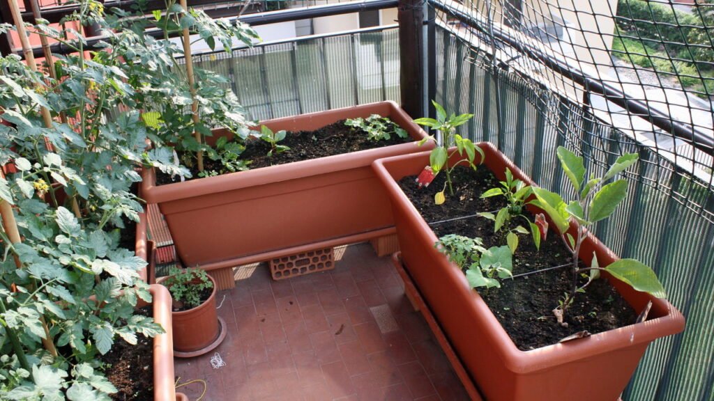 Esta horta dá resultado em 30 dias e cabe em qualquer cantinho