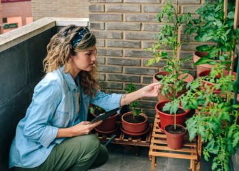 Jardim sem sol saiba quais plantas prosperam no seu apartamento