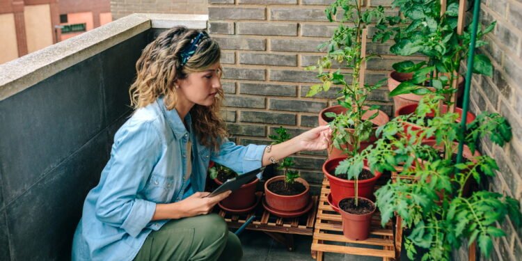 Jardim sem sol saiba quais plantas prosperam no seu apartamento