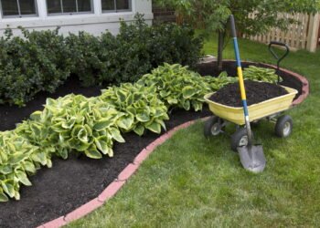 Use farinha de ossos como adubo natural e fortaleça suas plantas desde a raiz