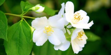 7 plantas poderosas para atrair paz, proteção e boas energias no seu lar