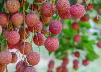 A fruta com polpa suculenta que está conquistando os pomares caseiros