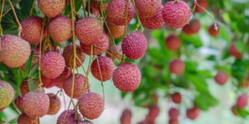 A fruta com polpa suculenta que está conquistando os pomares caseiros