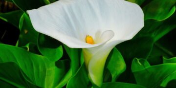 Aprenda a cultivar copo-de-leite e transforme seu jardim com flores elegantes