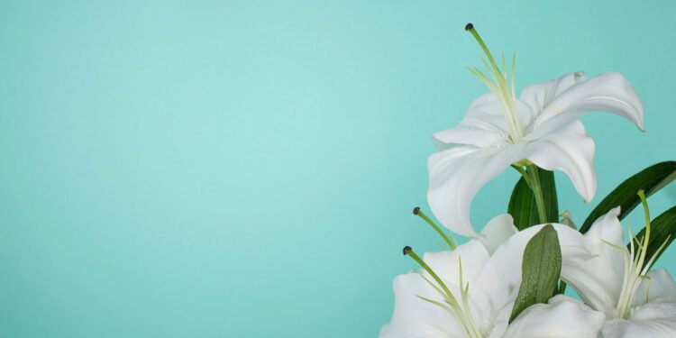 Estas plantas têm o poder