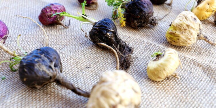 Aprenda a plantar em casa a raiz afrodisíaca para aumentar libido, foco e resistência