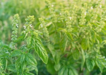 Seu manjericão produzirá folhas maiores e mais saudáveis ​​se fizer isso uma vez por semana