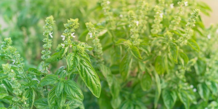 Manjericão flor - Créditos: depositphotos.com / trongnguyen