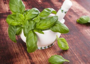 Seu manjericão produzirá folhas maiores e mais saudáveis ​​se fizer isso uma vez por semana