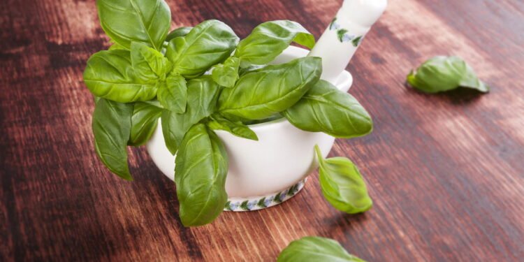 Manjericão - Créditos: depositphotos.com / eskymaks