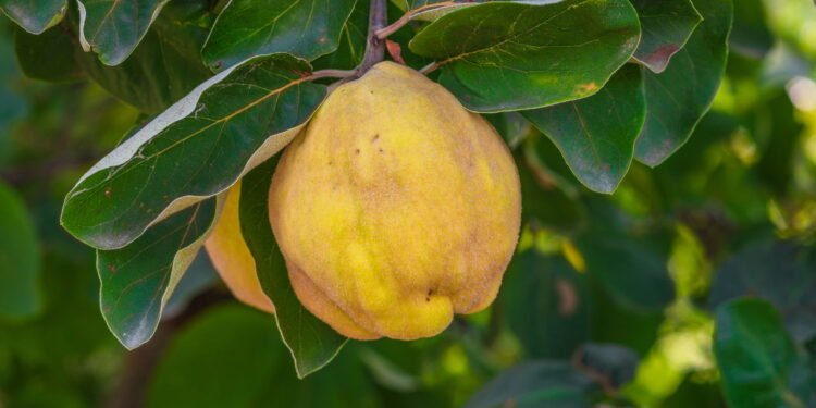 Fruta esquecida que melhora digestão e imunidade