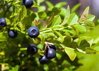 Por que tanta gente está começando a plantar mirtilo no quintal