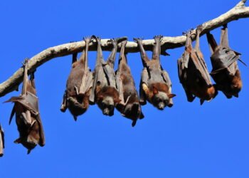 Conheça o método de navegação natural que os morcegos utilizam para "enxergar" no escuro