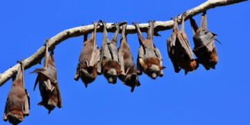 Conheça o método de navegação natural que os morcegos utilizam para "enxergar" no escuro