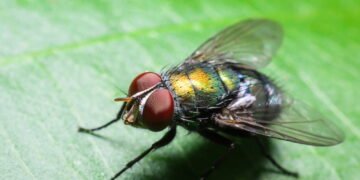 7 ervas poderosas para espantar moscas de forma natural