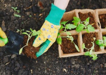 Veja como evitar os erros que matam suas mudas logo após o plantio