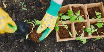 Veja como evitar os erros que matam suas mudas logo após o plantio