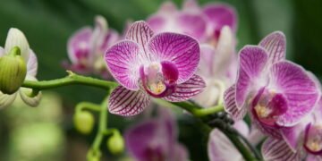 Esse erro comum pode estar matando sua orquídea