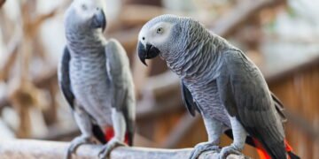 Essas aves são capazes de imitar vozes humanas com perfeição