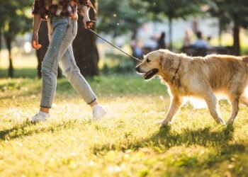 Como cuidar da saúde bucal do seu cachorro do jeito certo