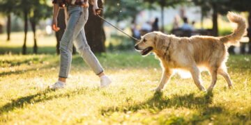 Como cuidar da saúde bucal do seu cachorro do jeito certo