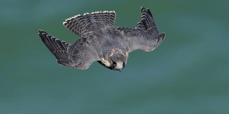 Conheça os animais mais rápidos do planeta que podem chegar a velocidades de carros esportivos